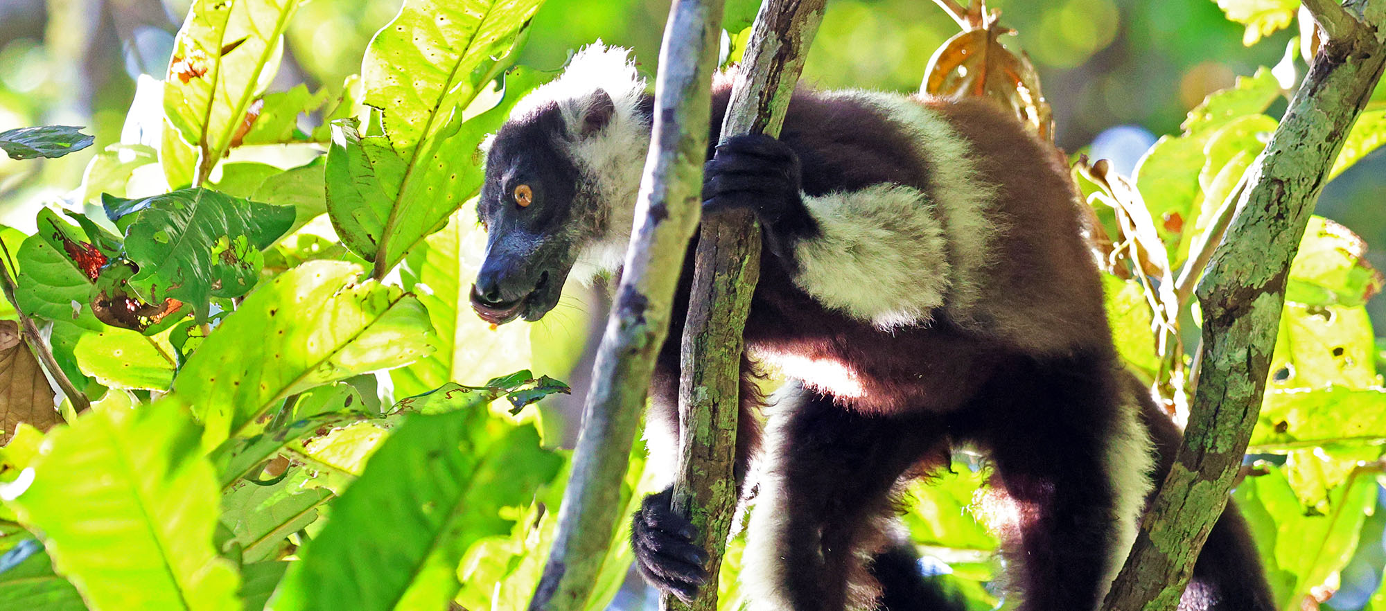 black-and-white-ruffed-lemur-nosy-mangabe-