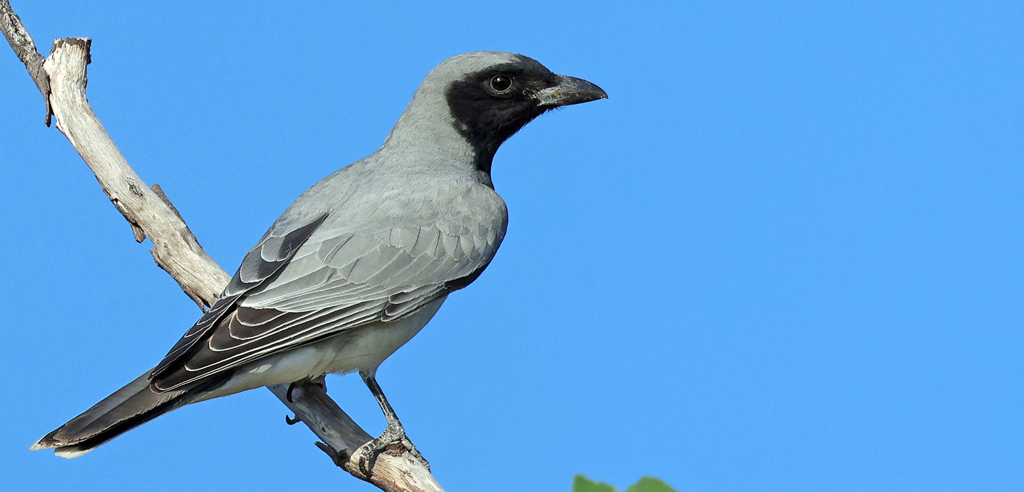 black-faced-cuckoo-shrike-freshwater