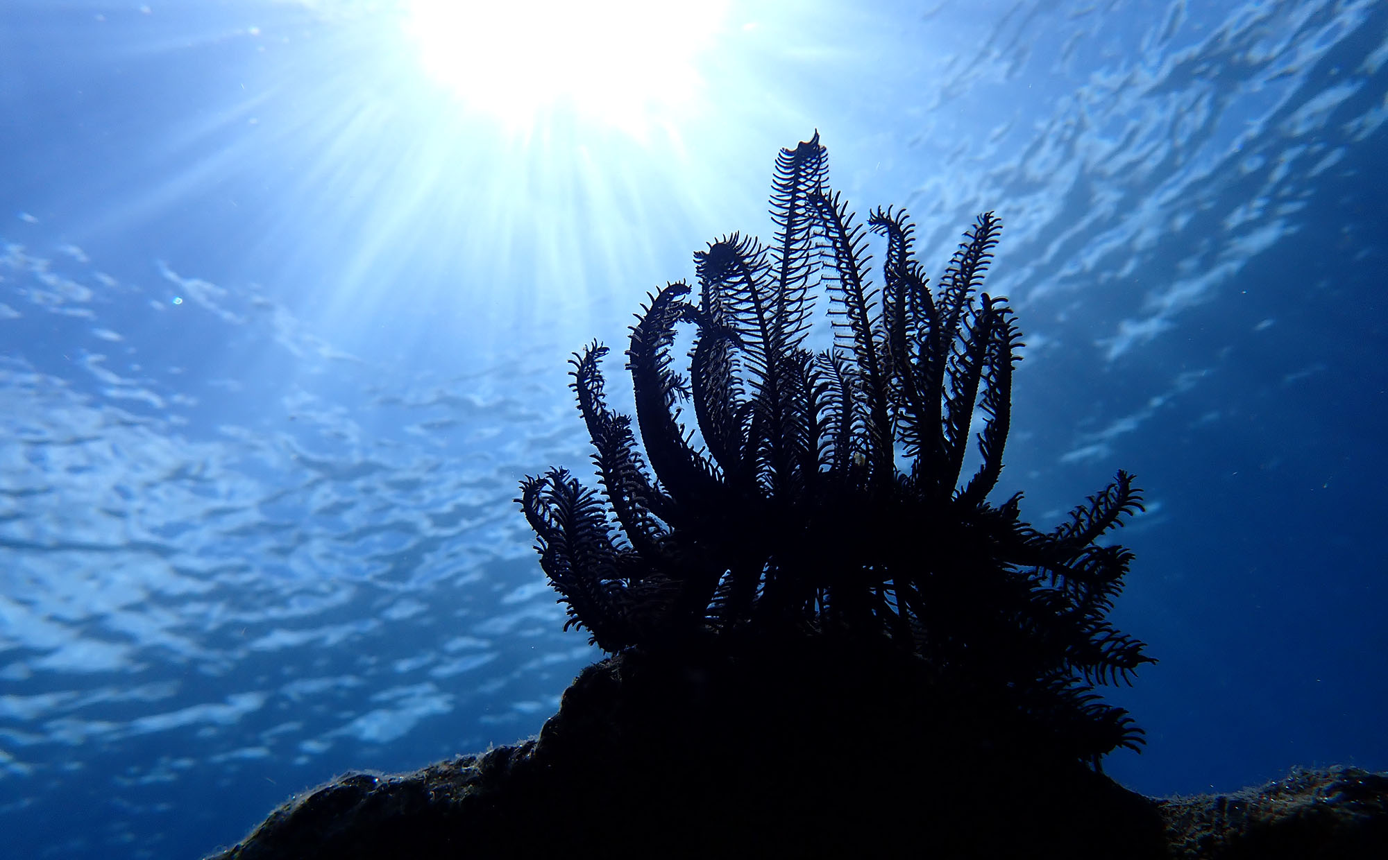 black-feather-star-nendo-