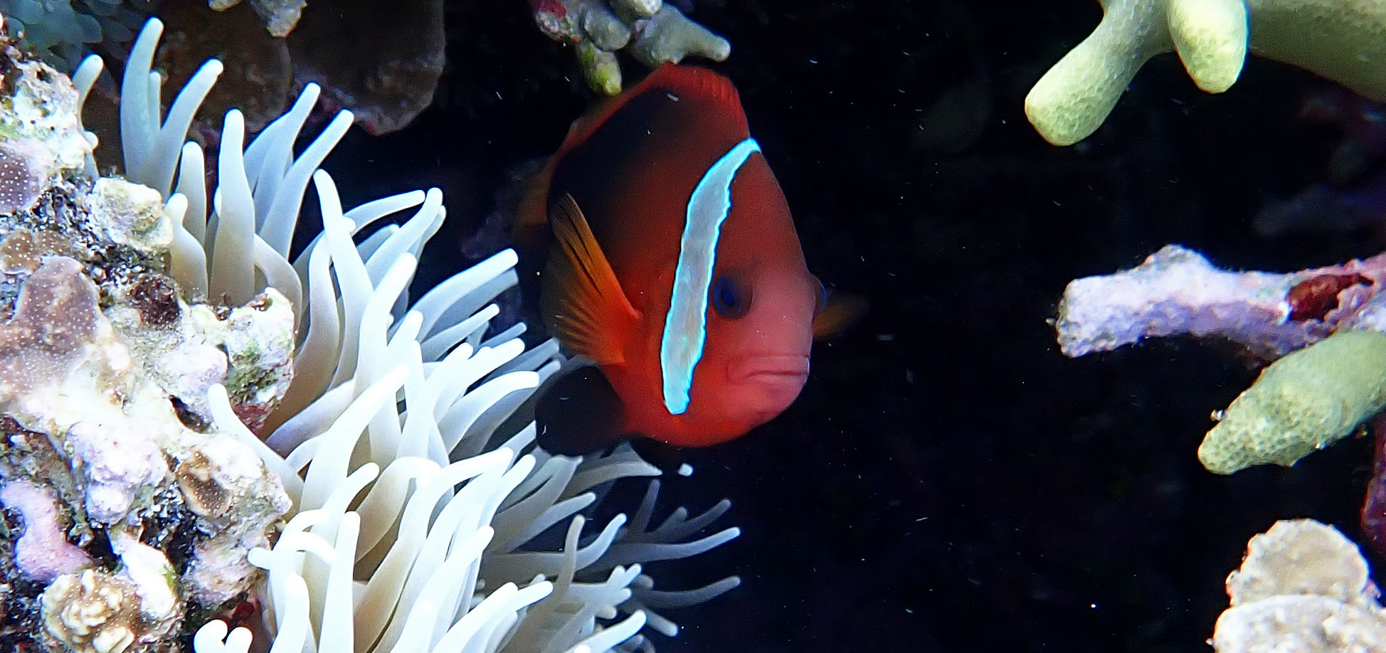 blackback-anemonefish-nendo-