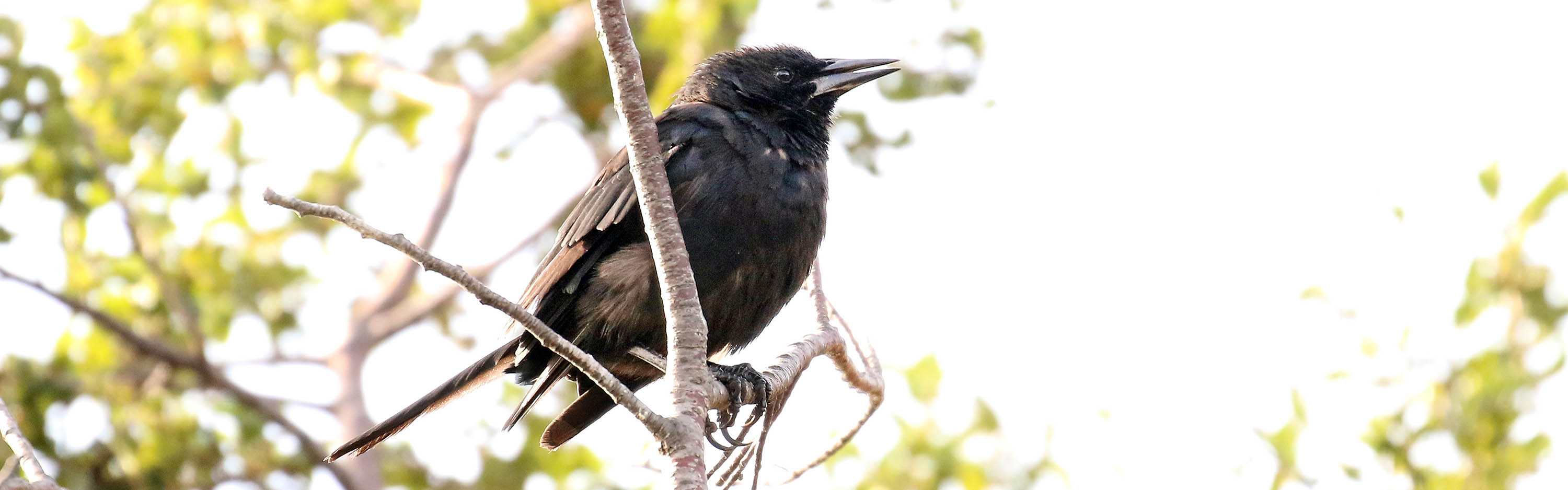 blackbird-autral-ushuaia