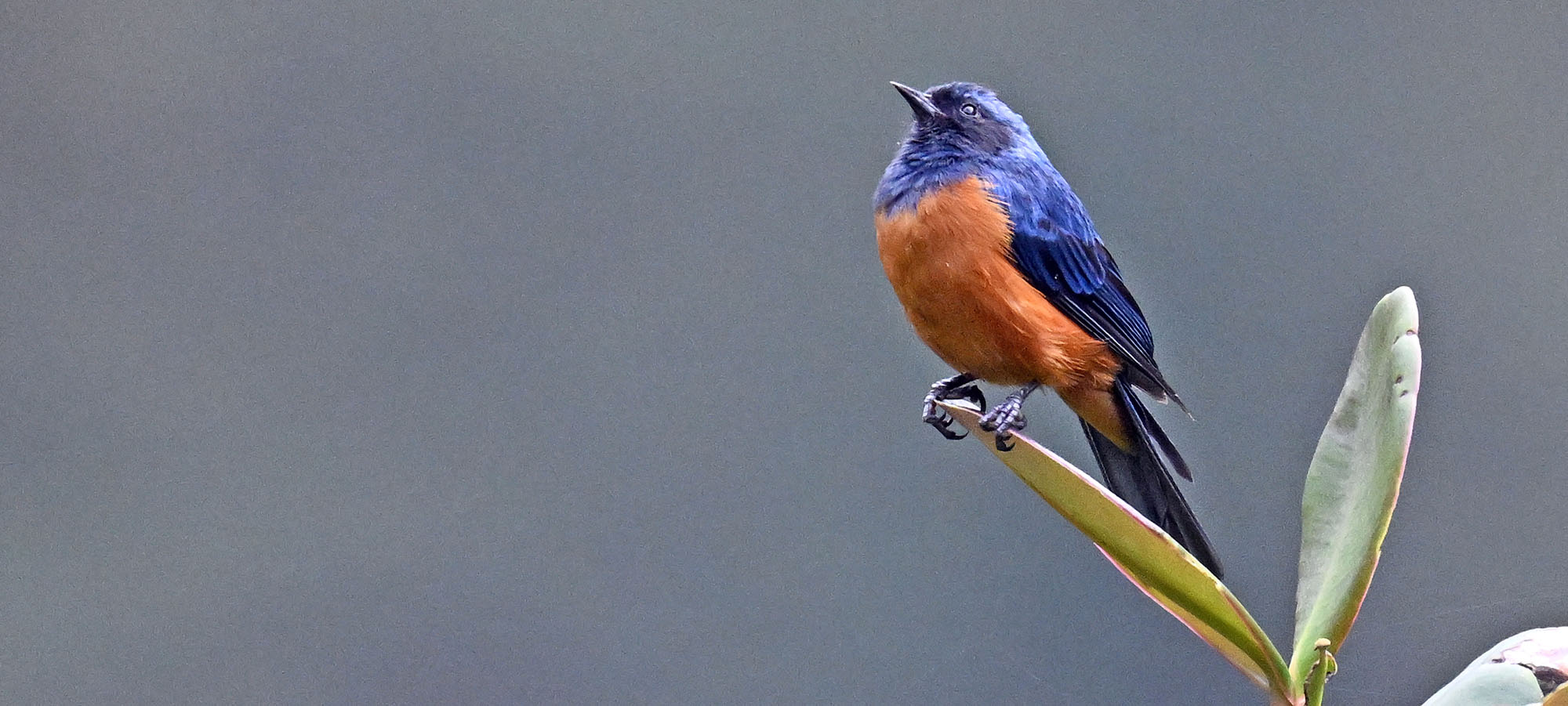 jucumari-lodge-blue-backed-conebill-