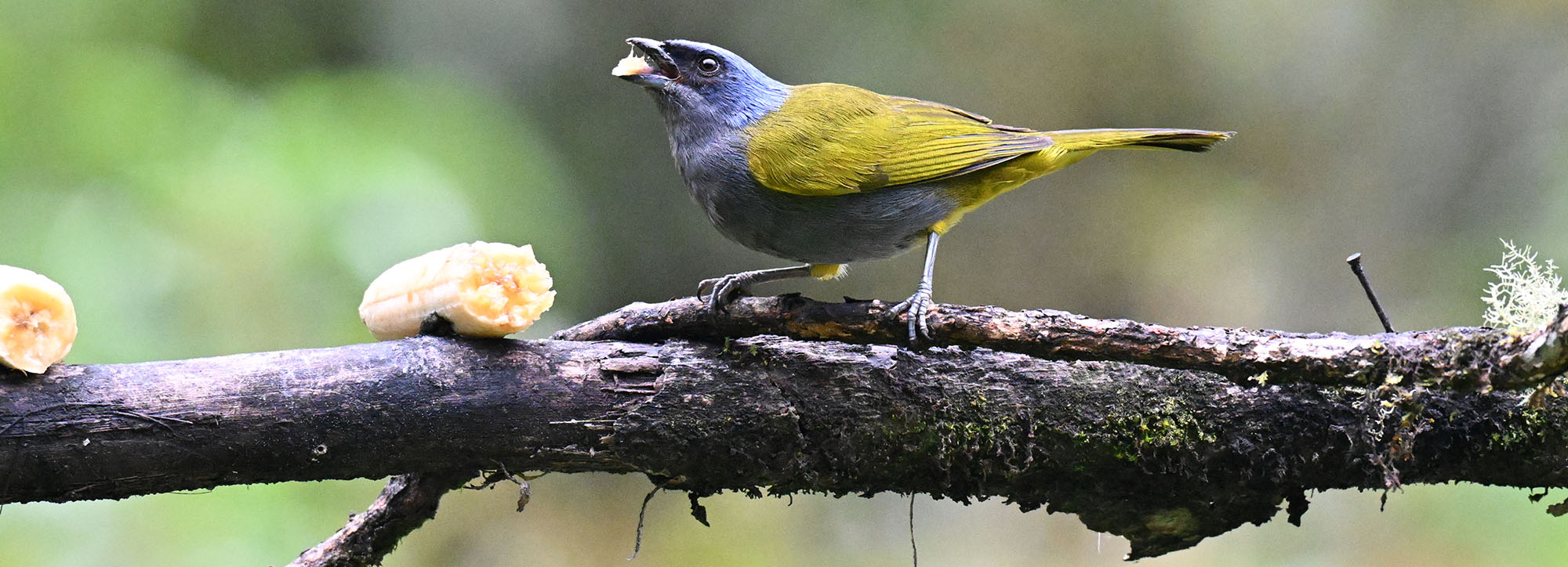jucumari-lodge-blue-capped-tanager-