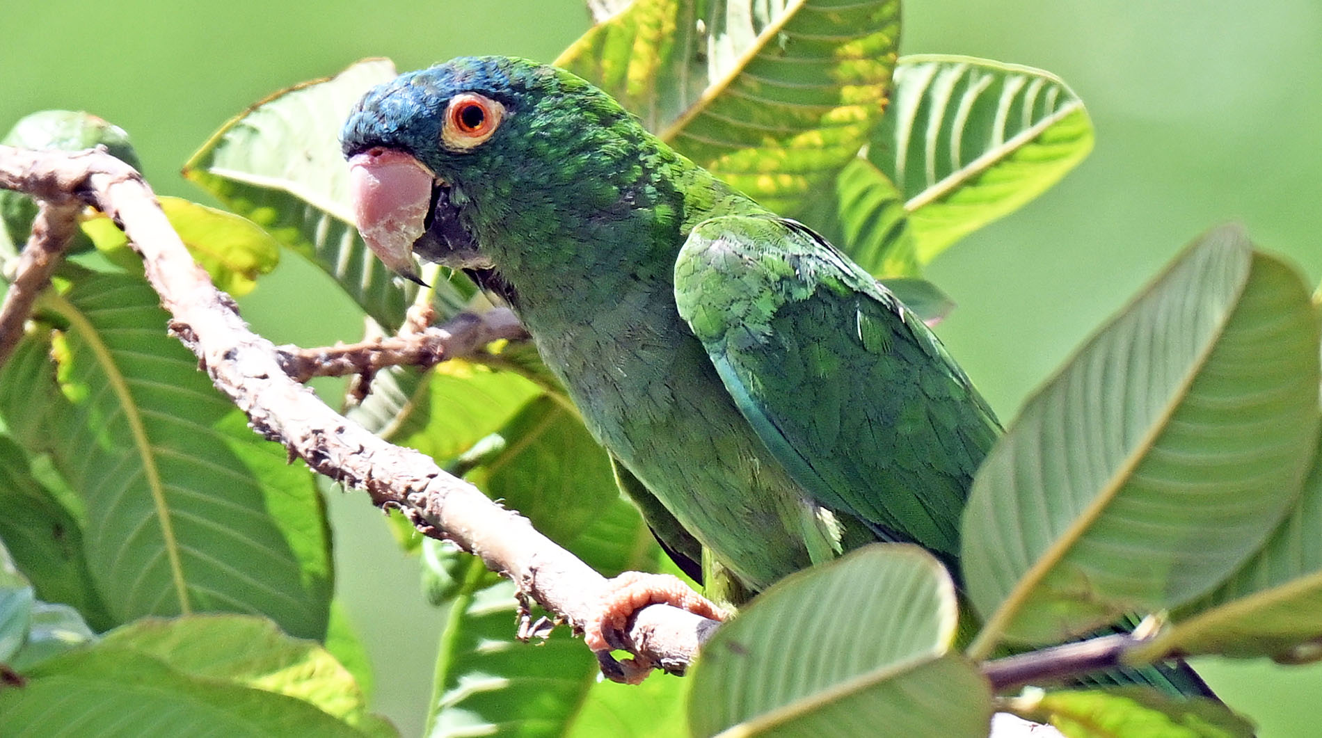 blue-crwoned-parakeet-close-in-tree
