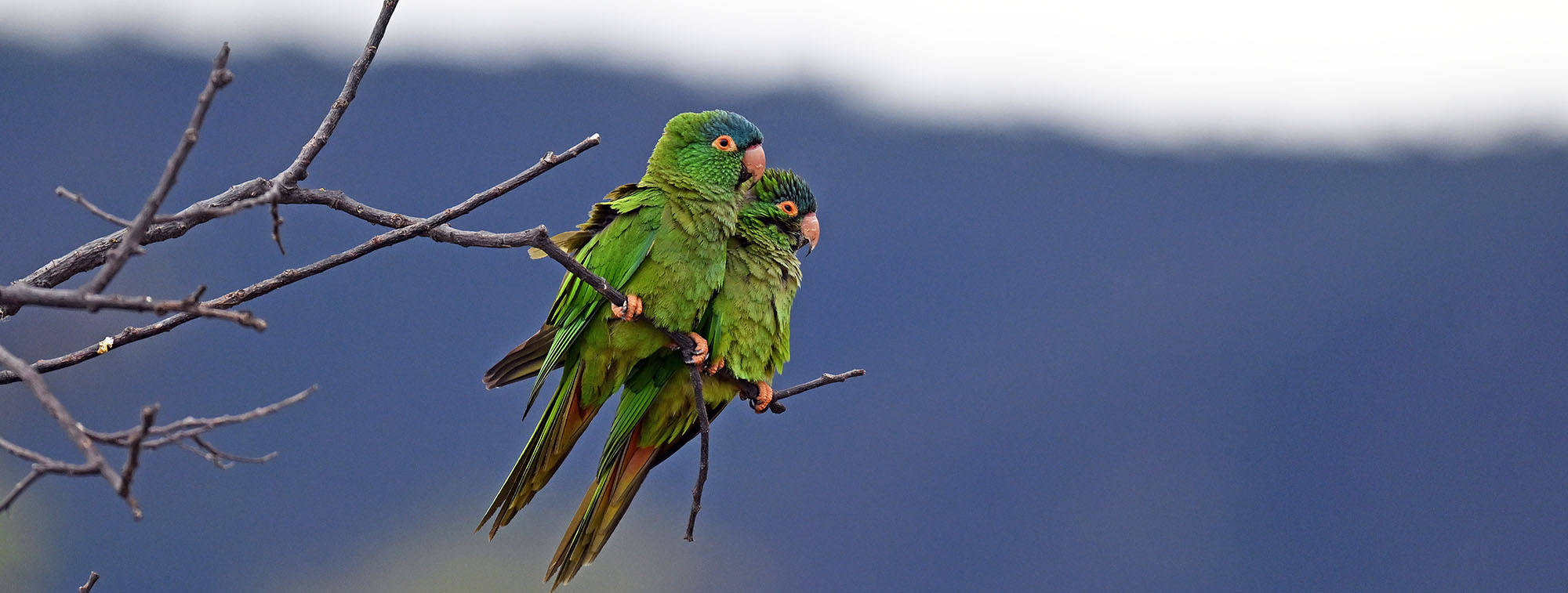 blue-crowned-parekeet-pair-