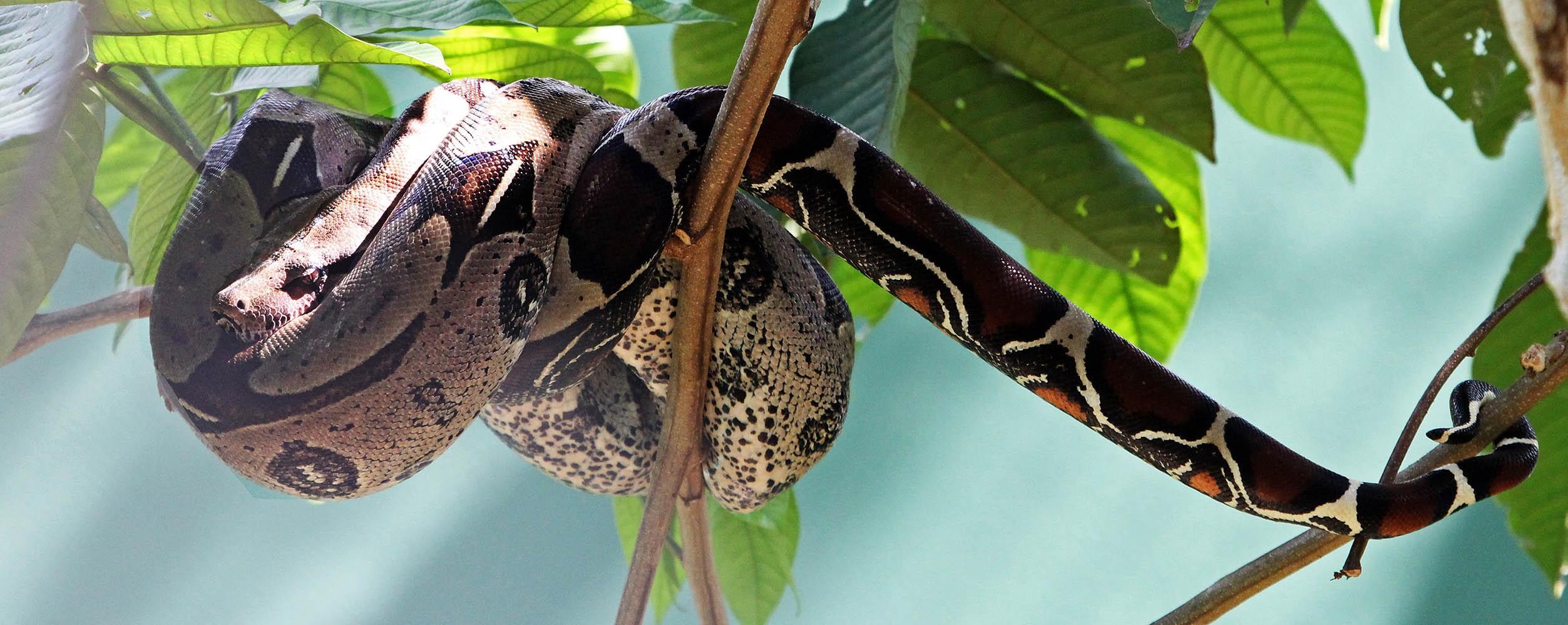 boa-constrictor-manaus