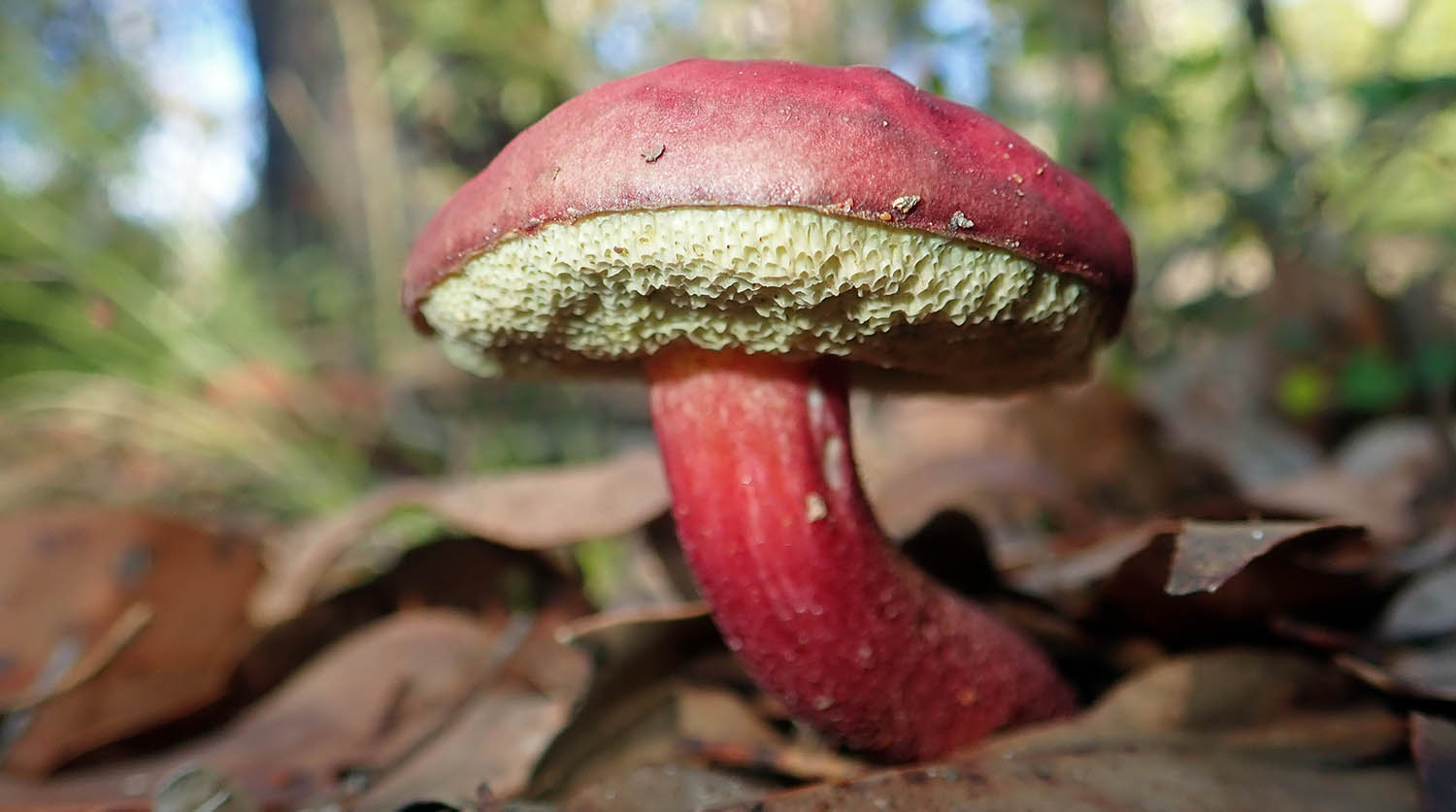 boletellus-obscurecoccineus-bolete-rhubarb-mt-franklin-