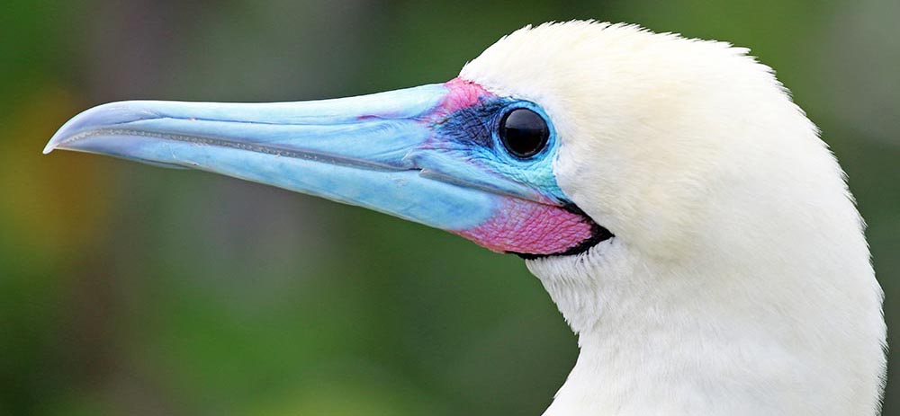booby-red-footed-face