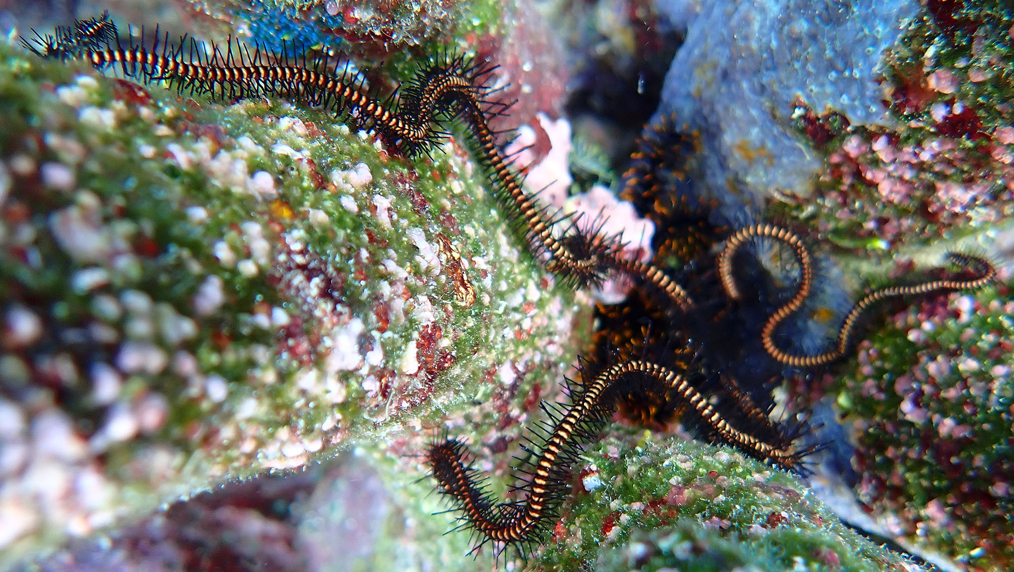brittlestar-njari-