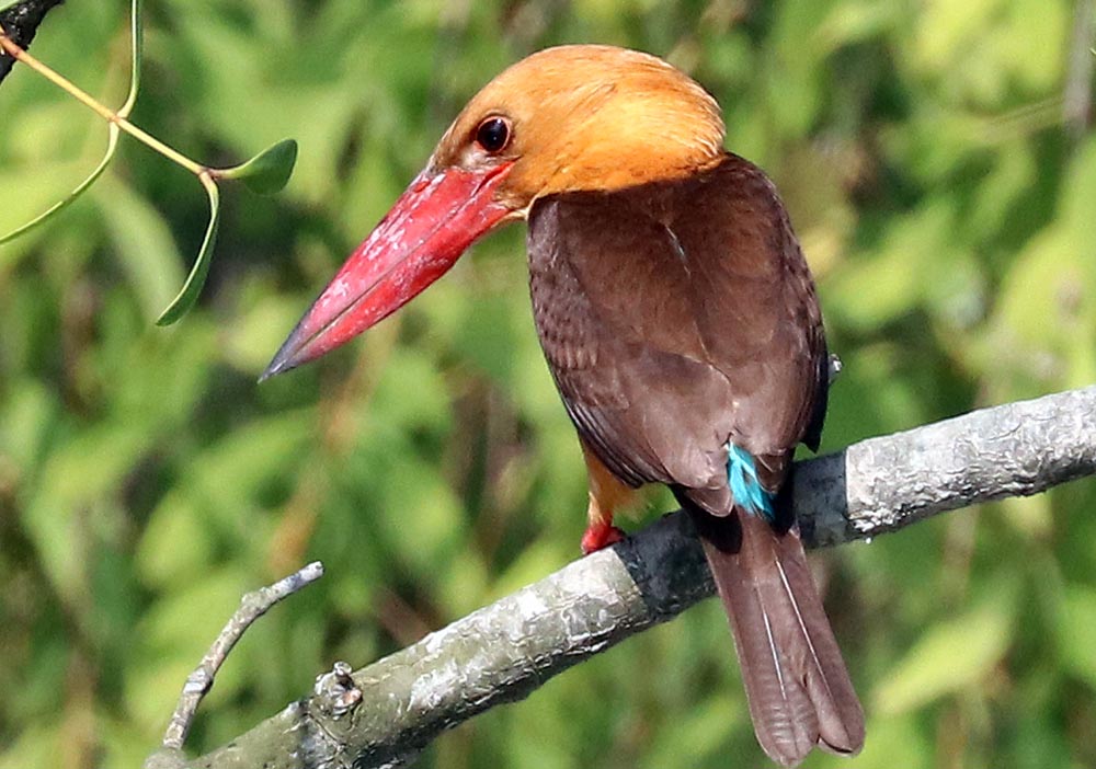 Pelargopsis amauroptera, 'Brown-winged Kingfisher' (image by Damon Ramsey)