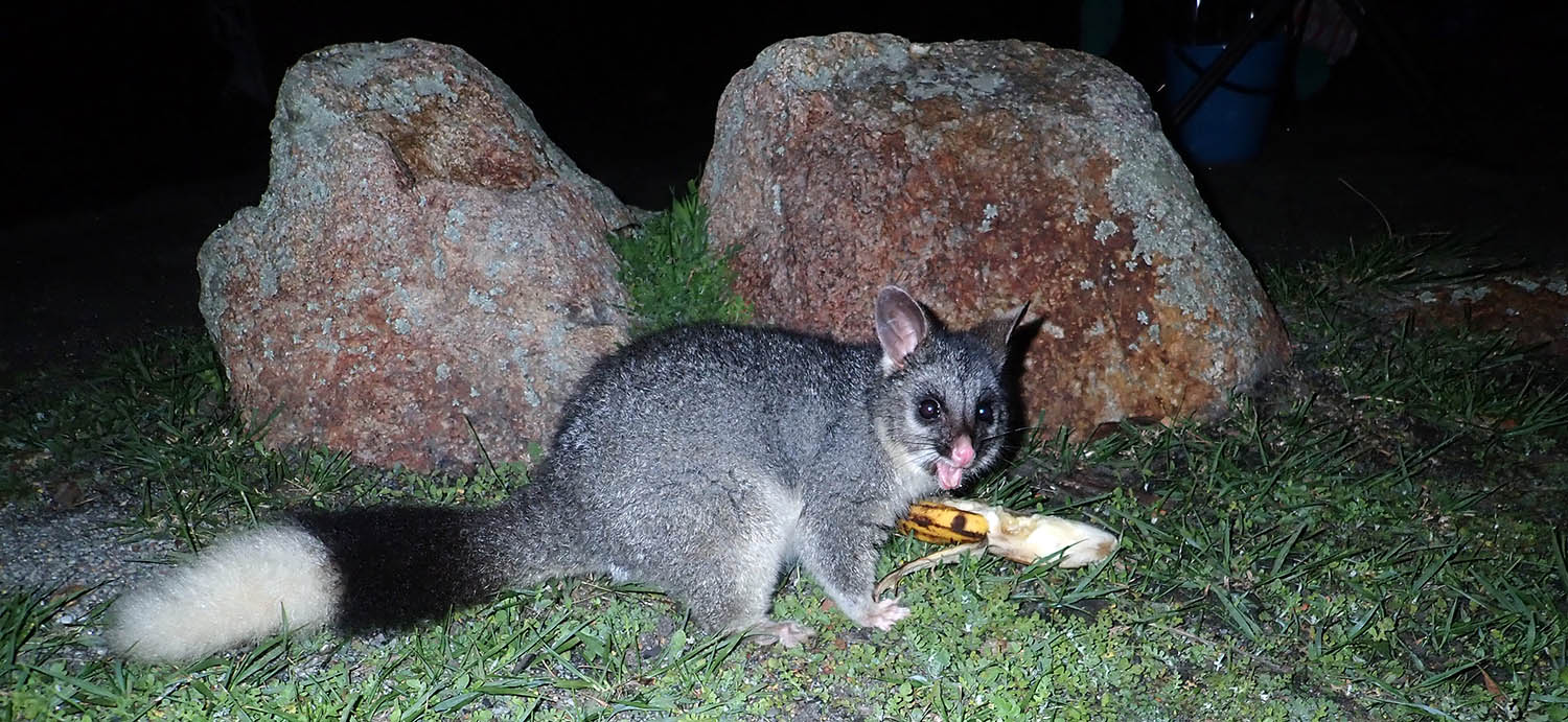 Brushtail Possum with white tail (image by Damon Ramsey)