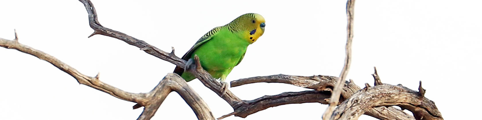 budgerigar-desert-lake-water