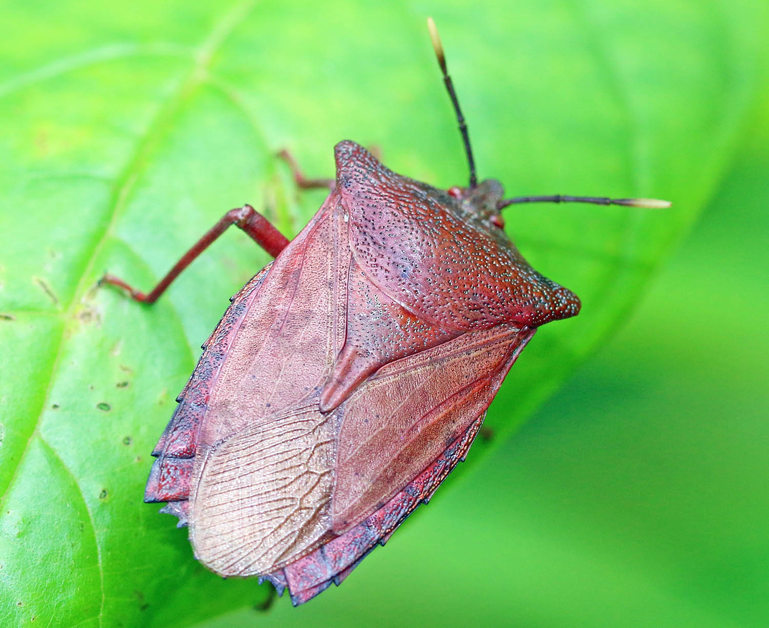 bug-giant-stink-subic