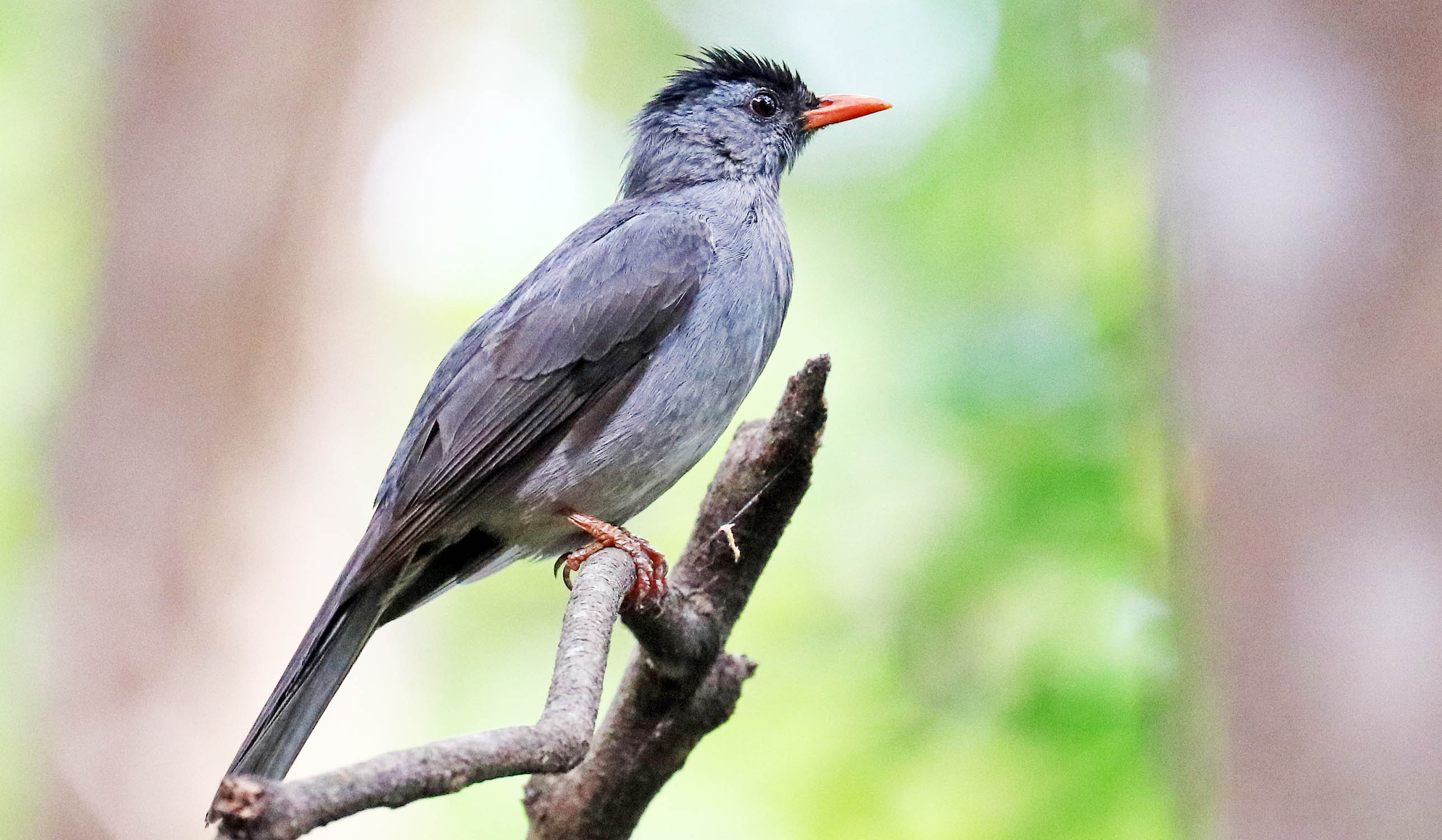 bulbul-malgasy