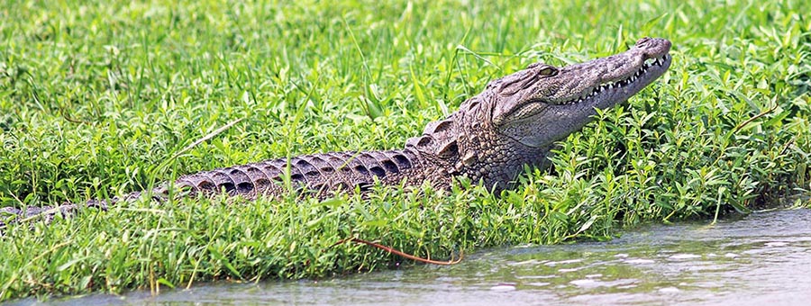 bundala-mugger-croc
