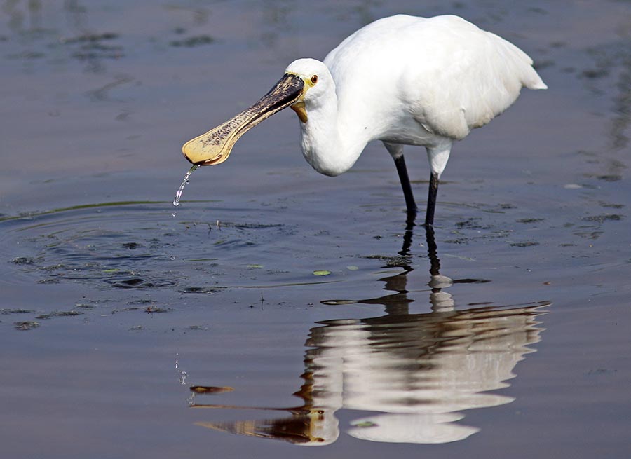 bundala-spoonbill