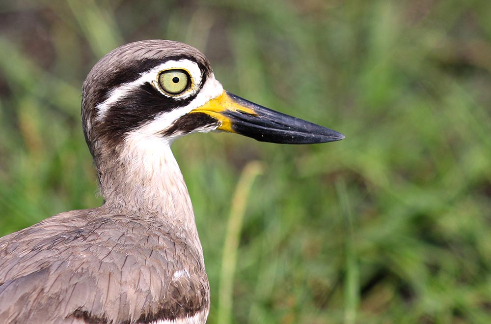 bundala-thick-knee-eye