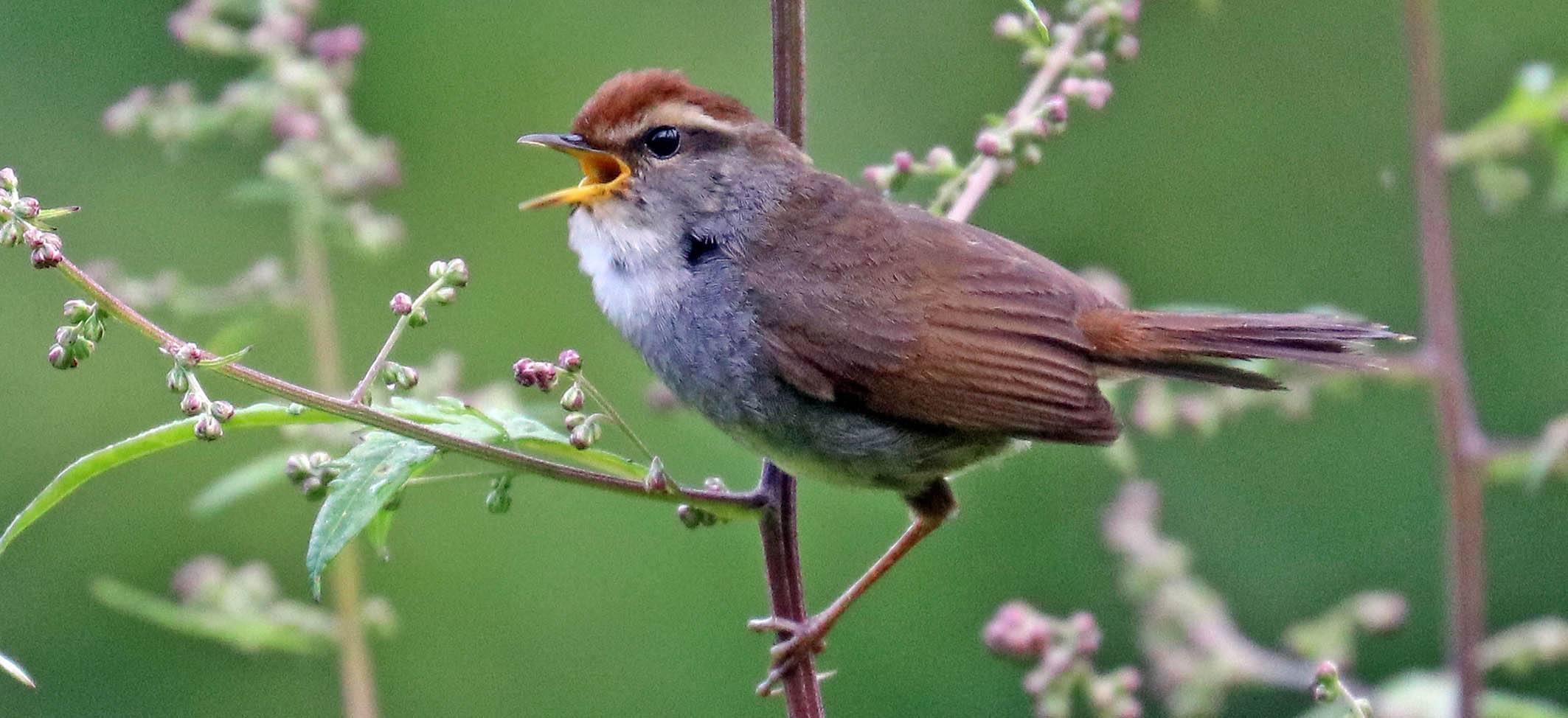 warbler-bush-grey-sided-bhutan