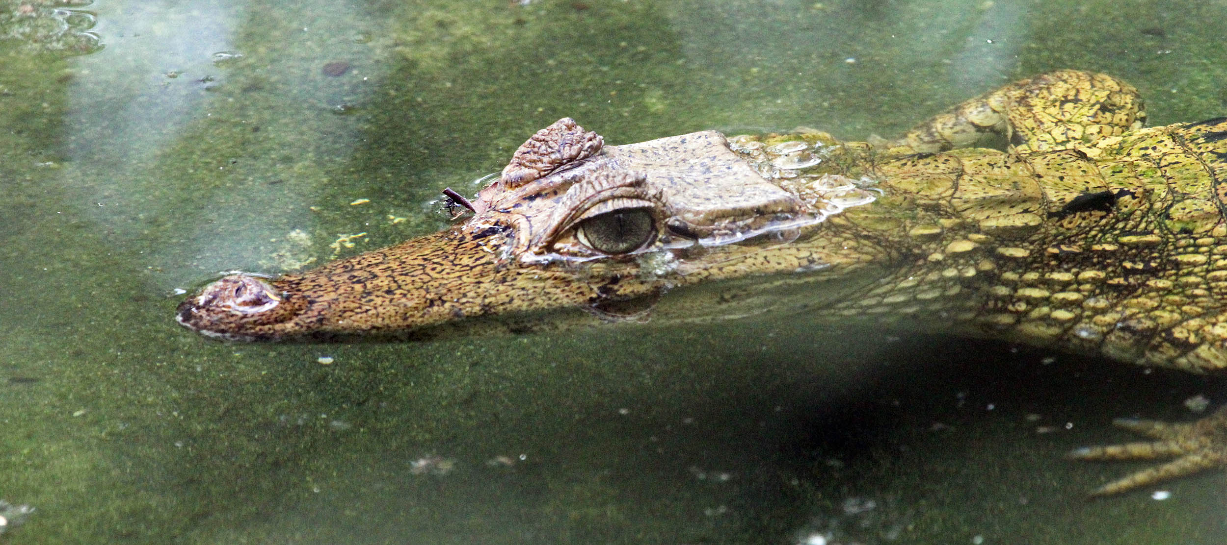 caiman-black-manaus-brazil