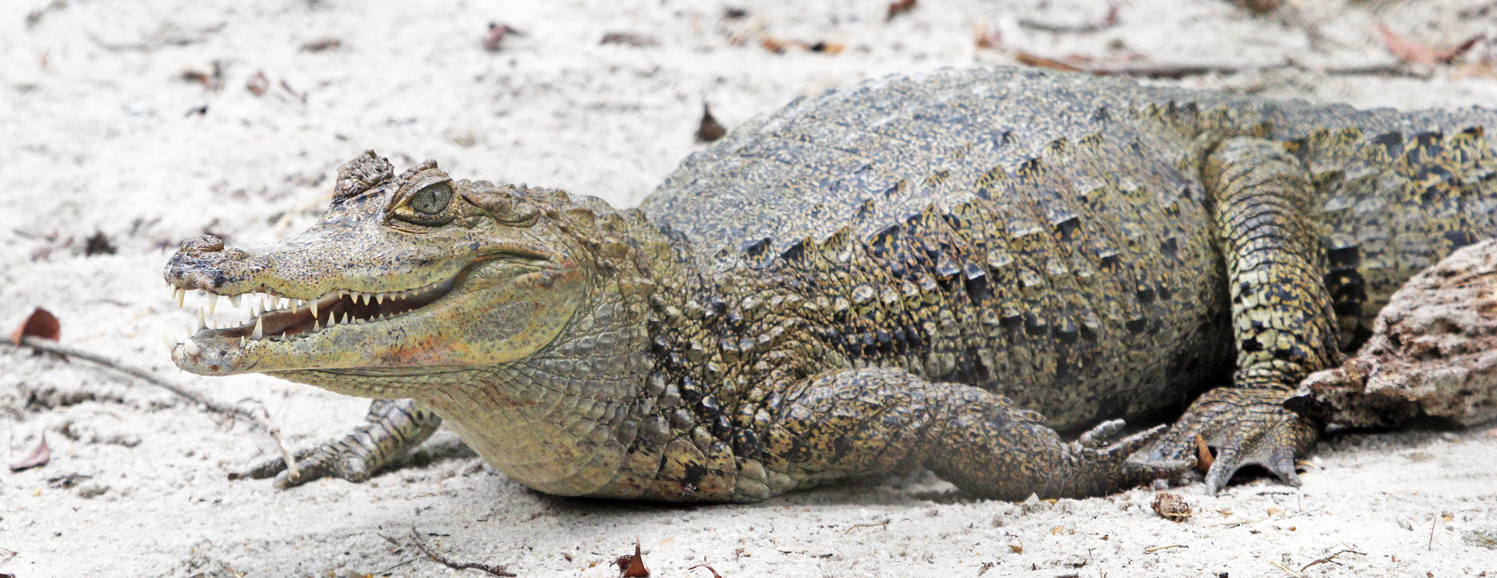 caiman-black-on-land-manaus-brazil