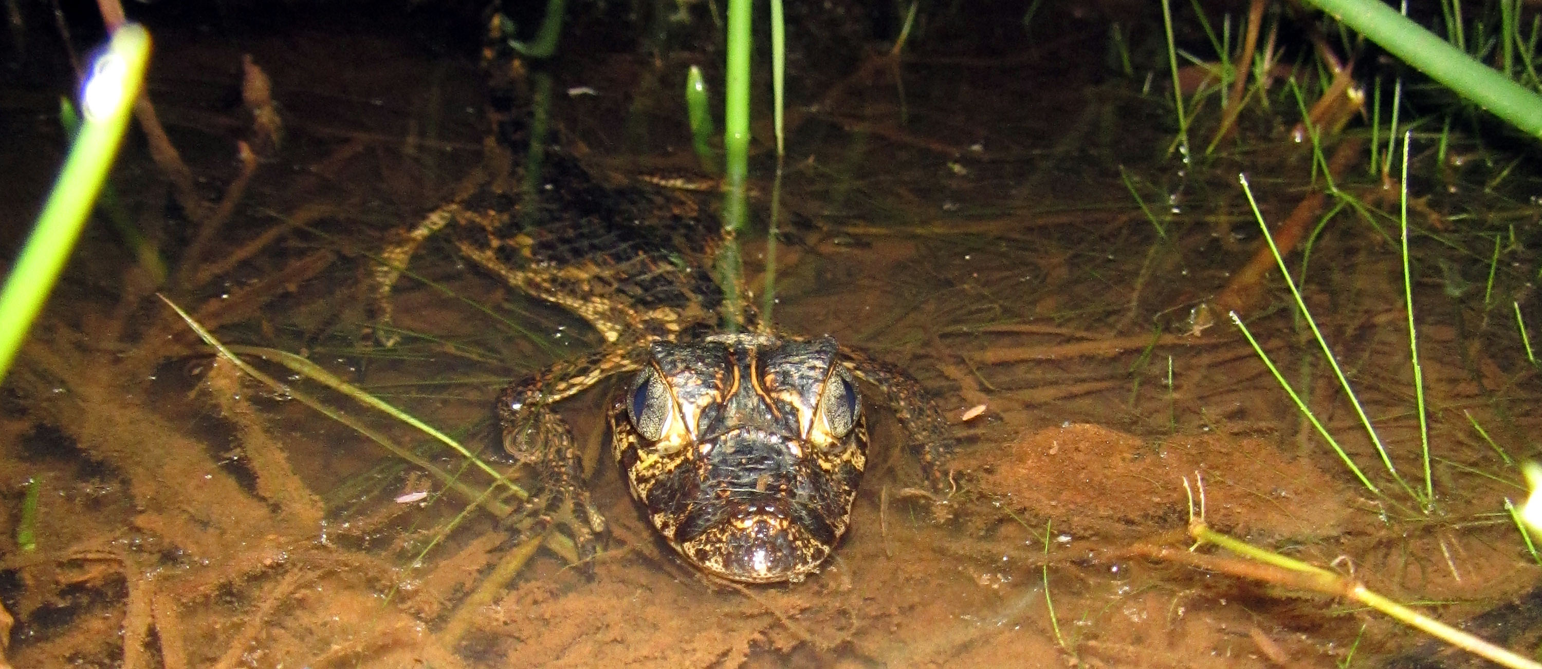 caiman-yacare-baby-pantanal-