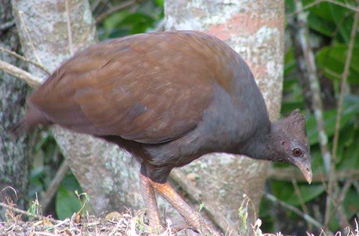 Orange-footed Scrubfowl (image by Damon Ramsey)