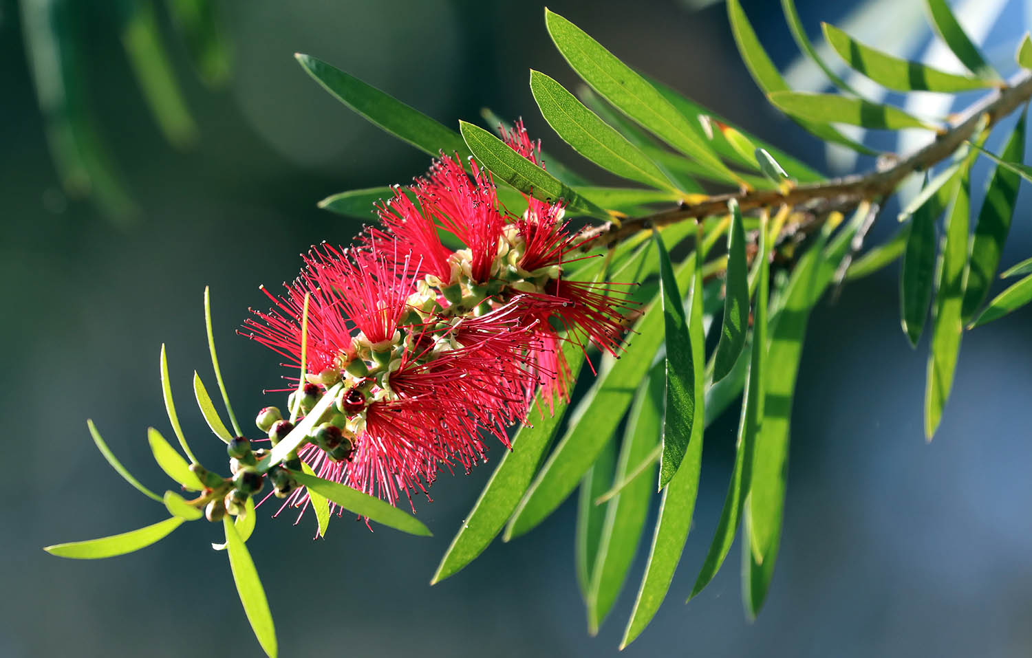 callistemon-flower-herdman