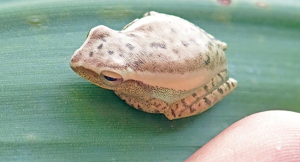 cambodia-frog