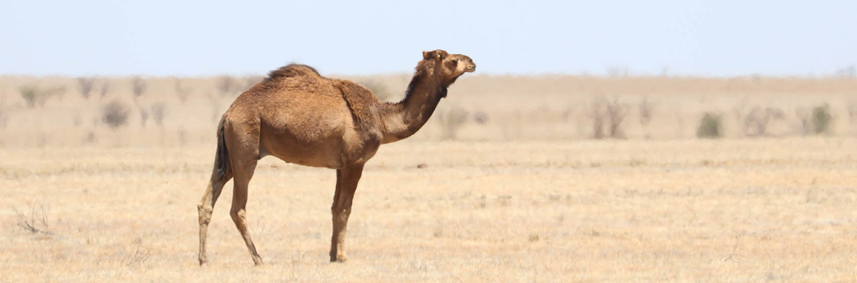 camel-winton
