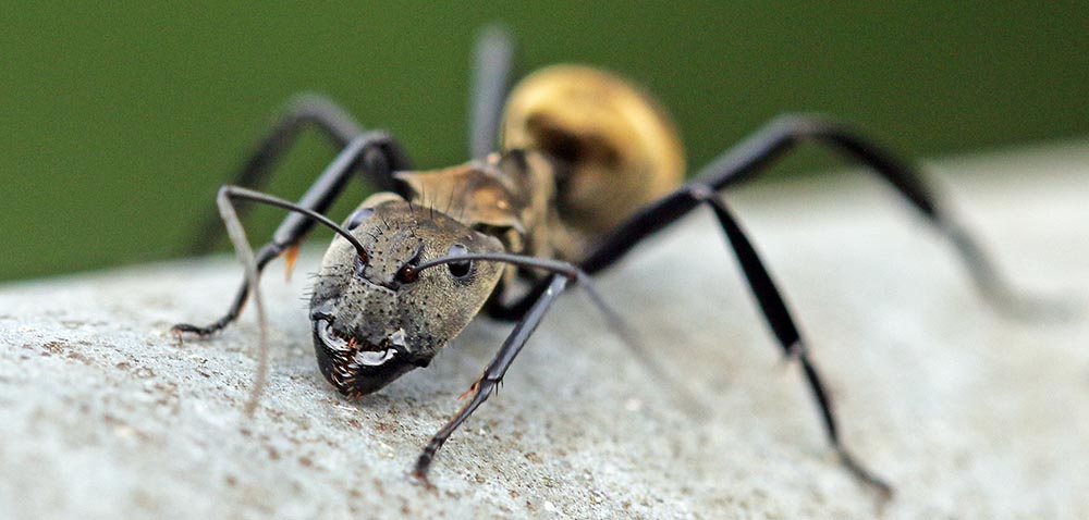 ant-golden-carpenter-