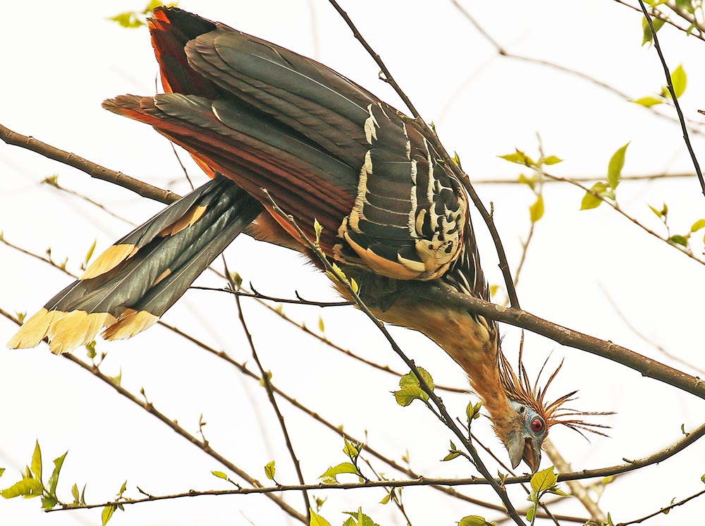 villa-carmen-hoatzin