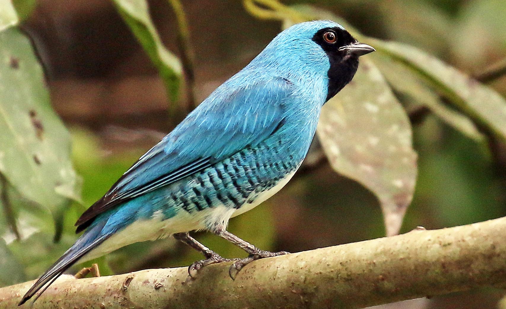 villa-carmen-swallow-tanager