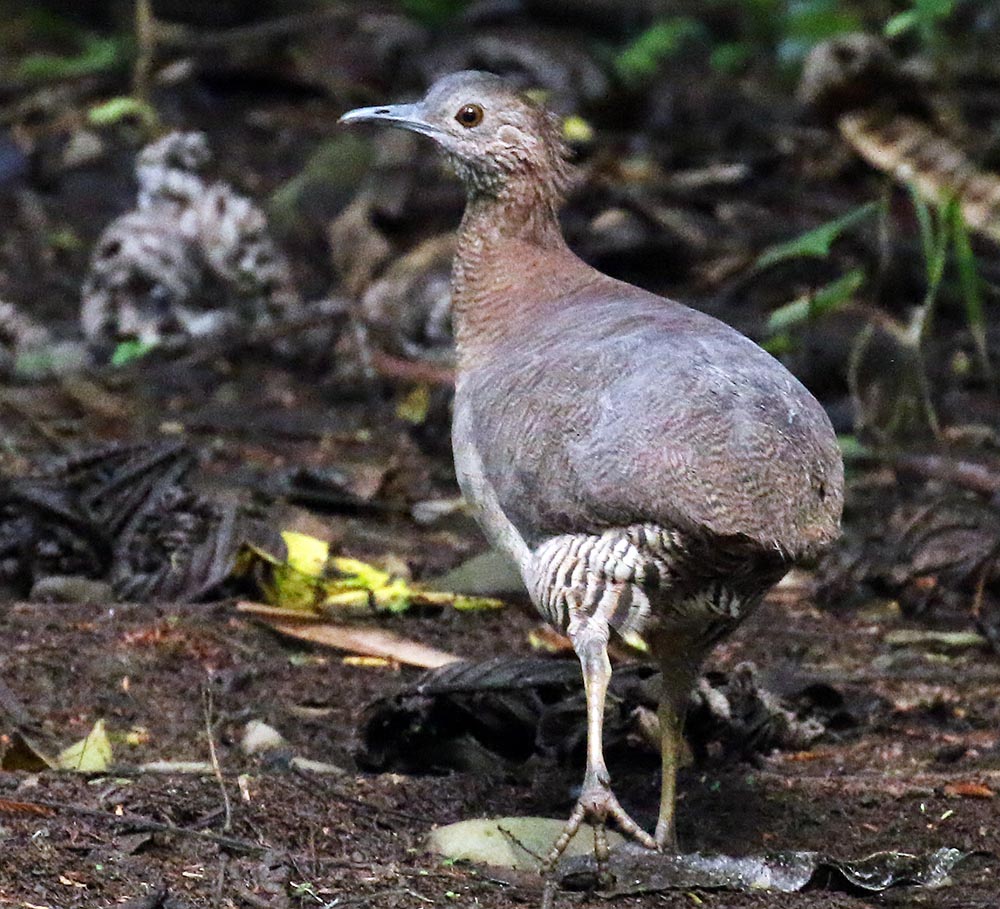 carmen-villa-tinamou