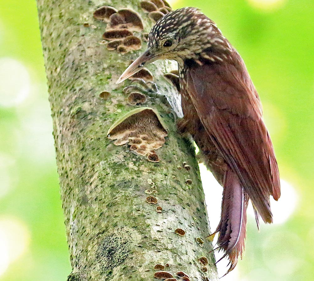 villa-carmen-tree-creeper