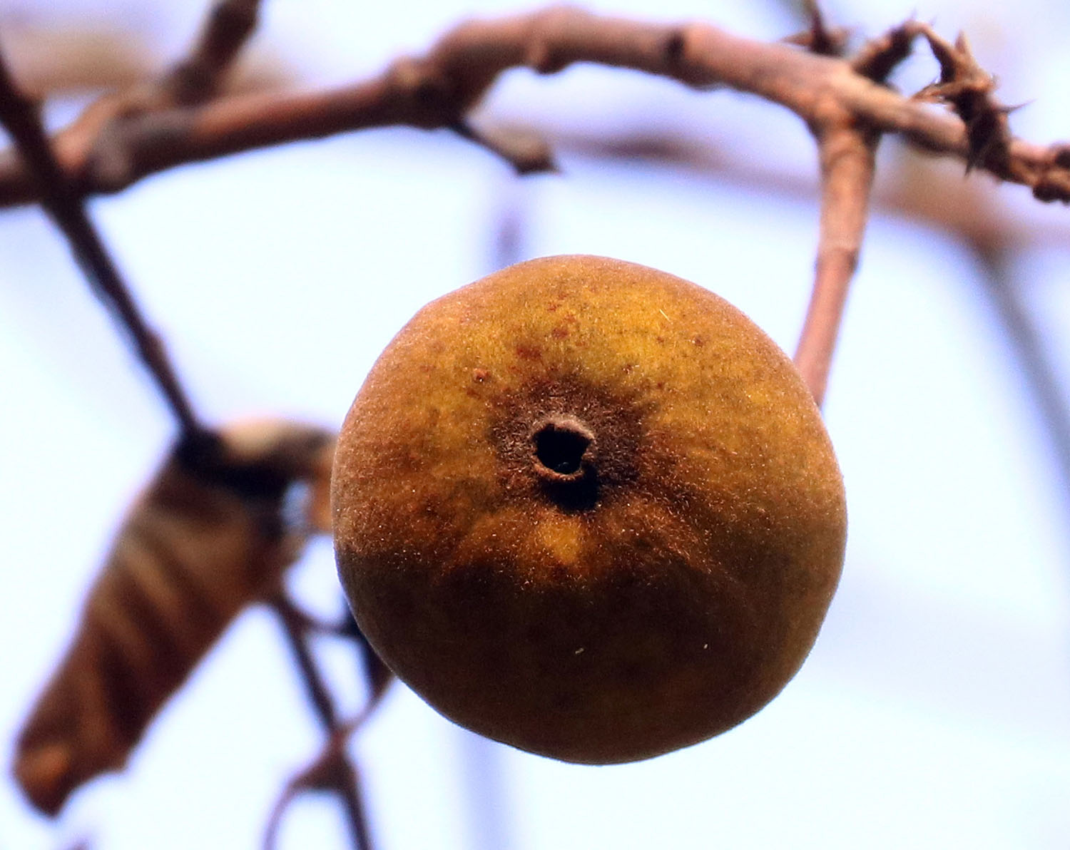 catunaregam-tormentosa-fruit-tmatbuey