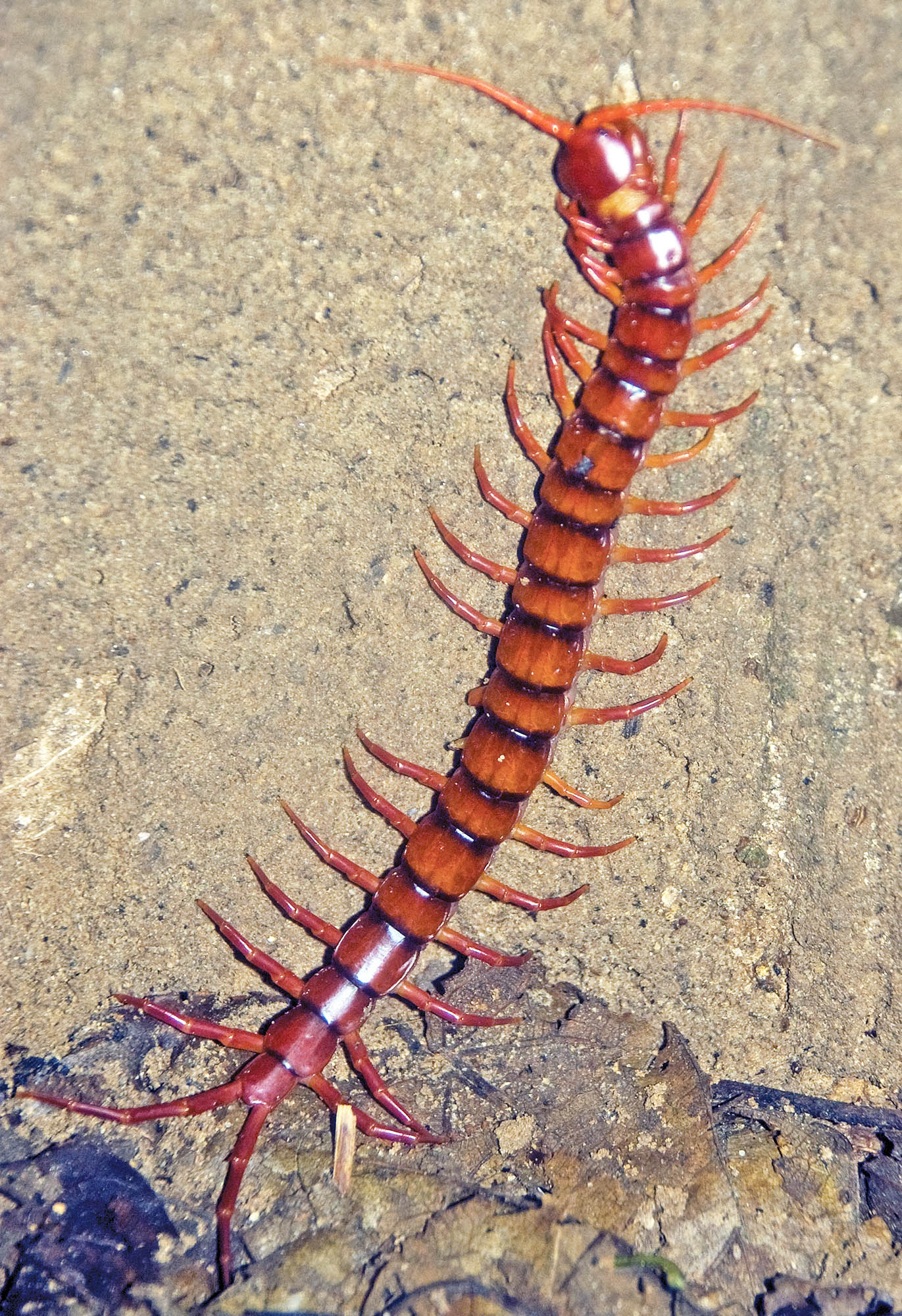 centipede-scolopendrid-taman-negara