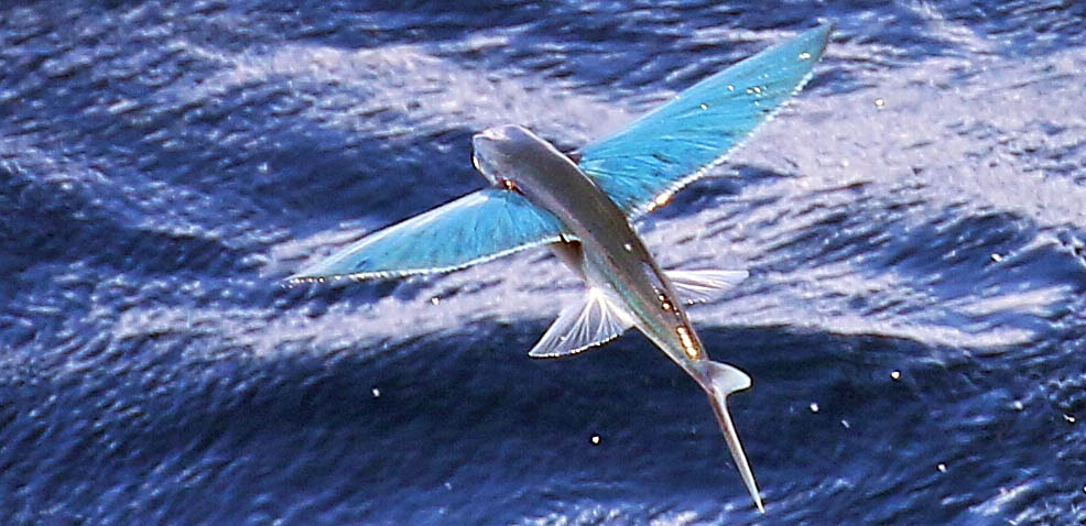 ceareulean-solomons-indonesia