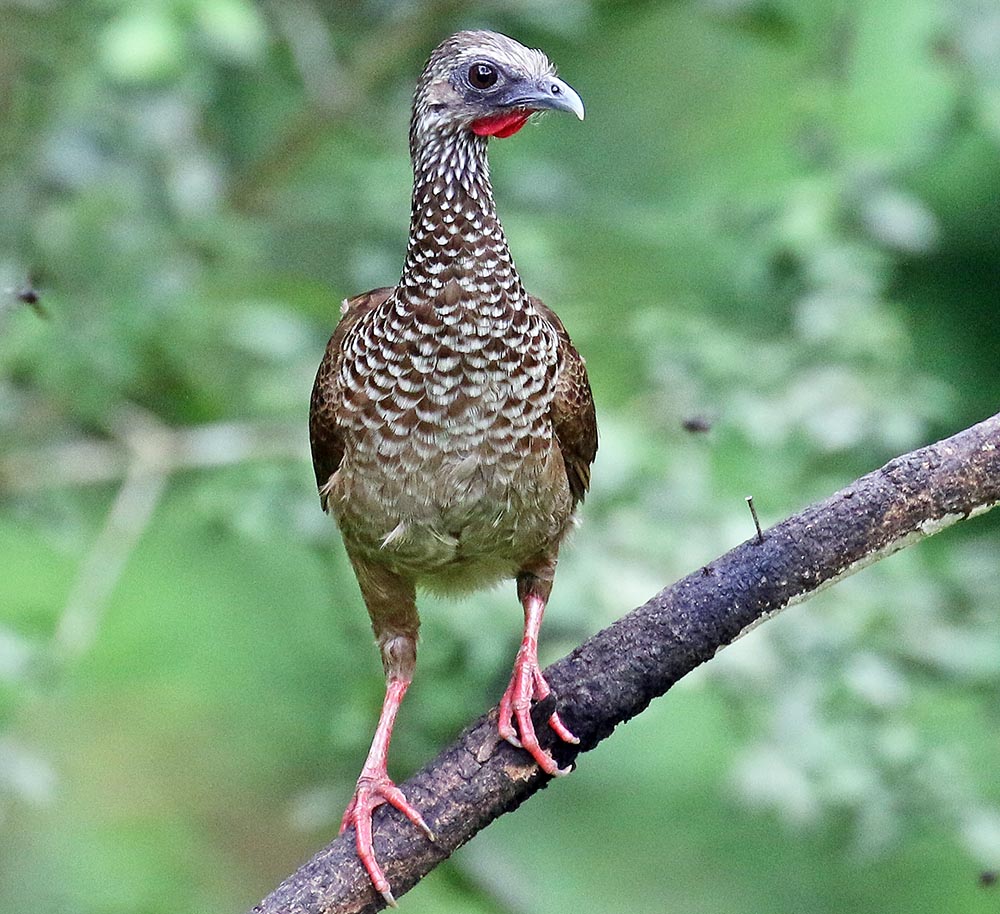 chachalaca-speckled