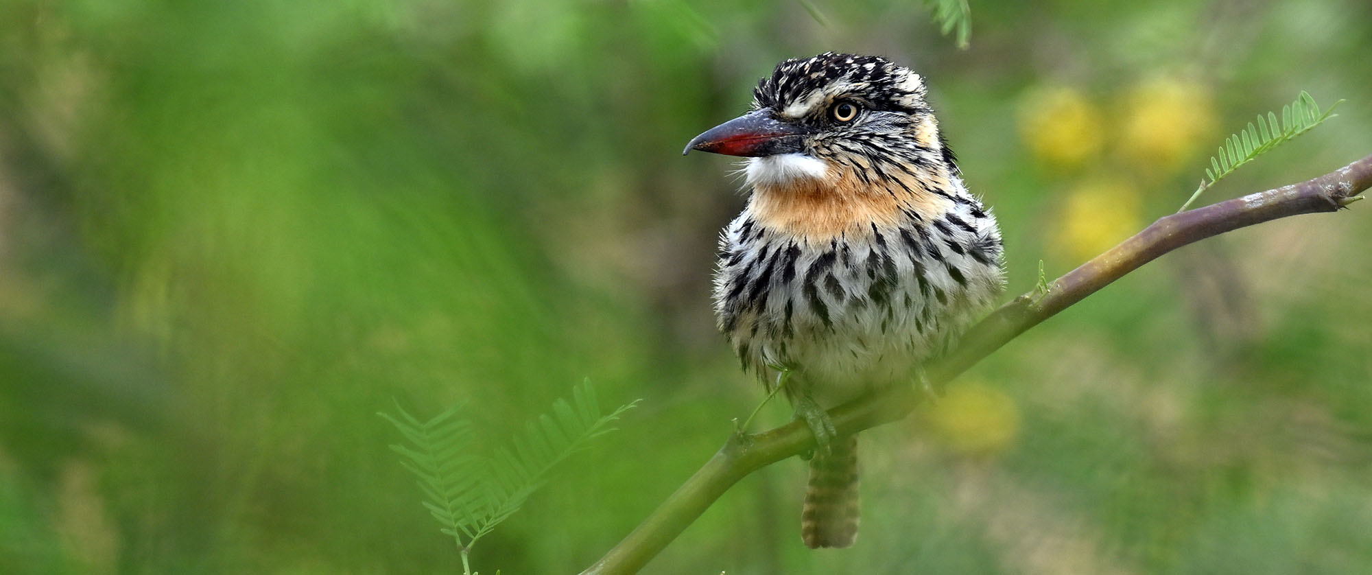 chaco-spot-backed-puffbird-bolivia chaco-spot-backed-puffbird-bolivia