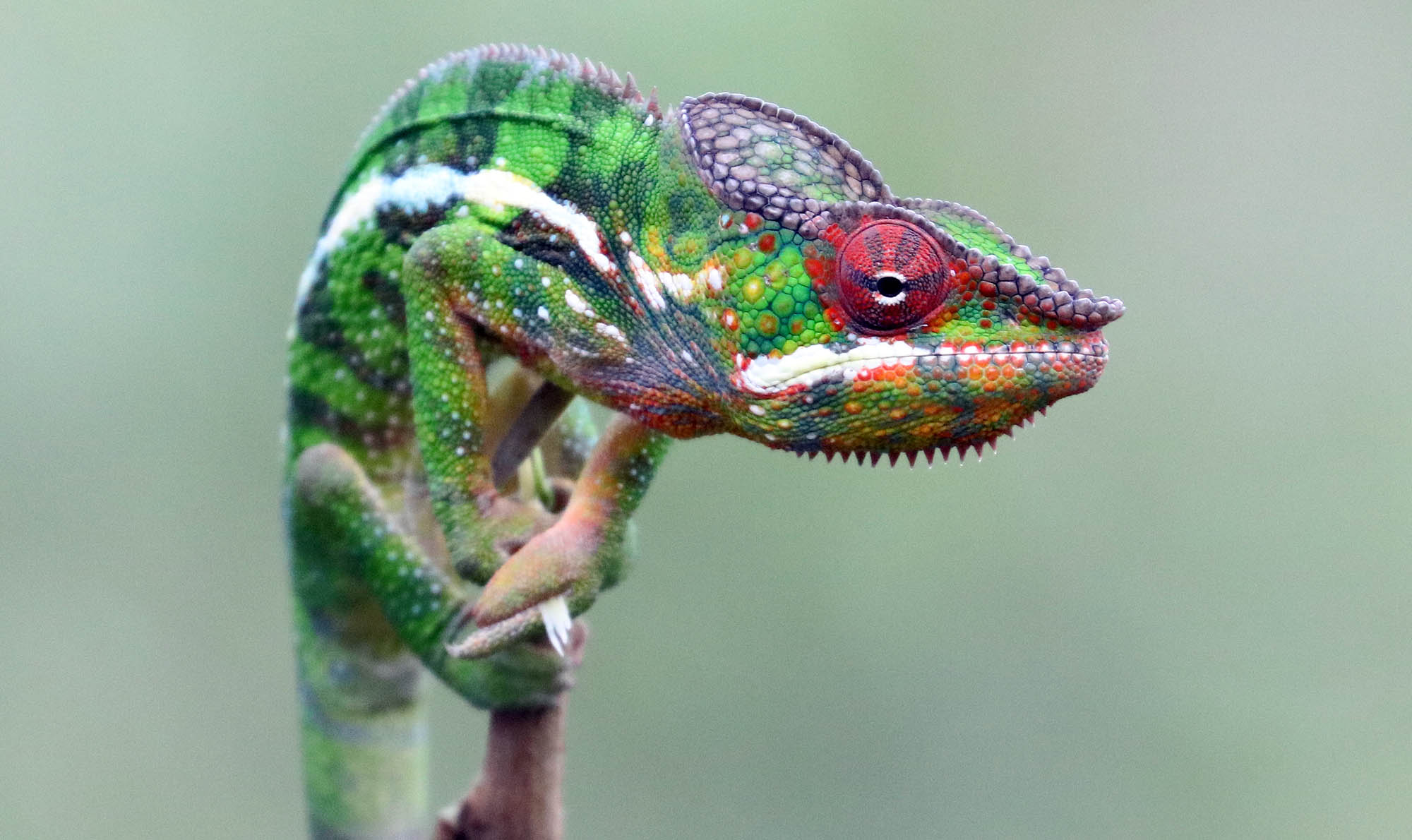 chameleon-panther-diego-suarez