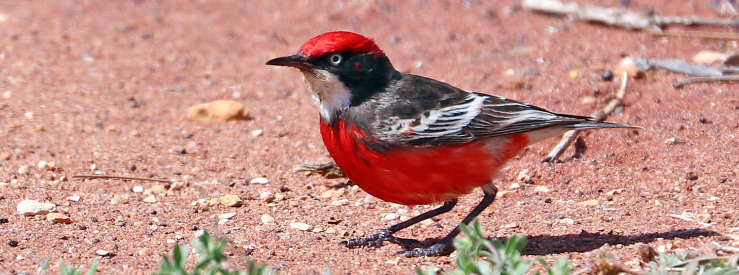 chat-crimson-coober-pedy