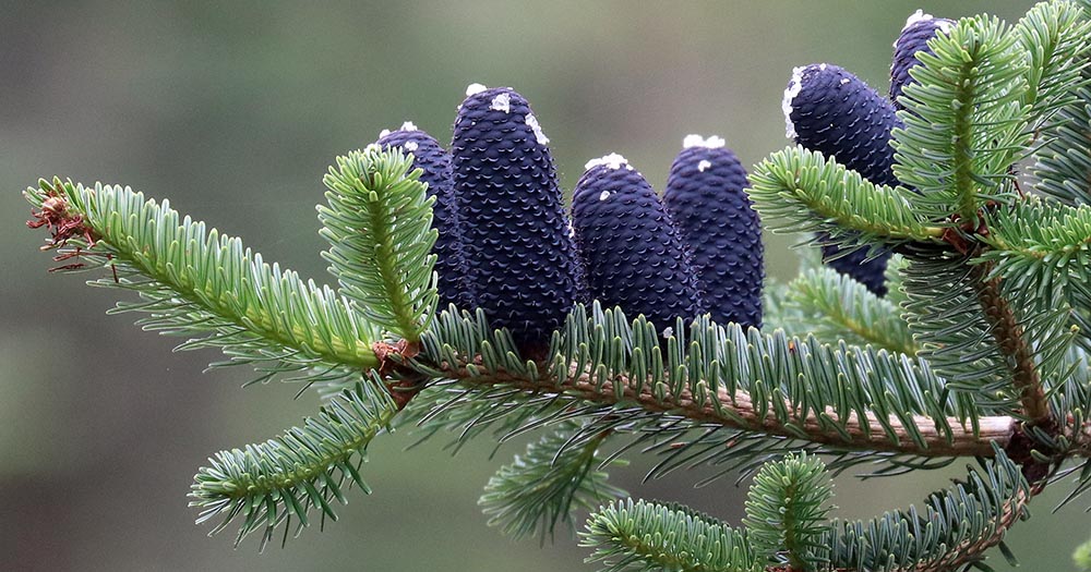 chelela-abies