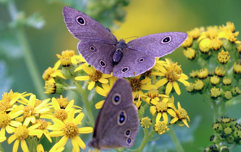 chelela-daisy-buterfly