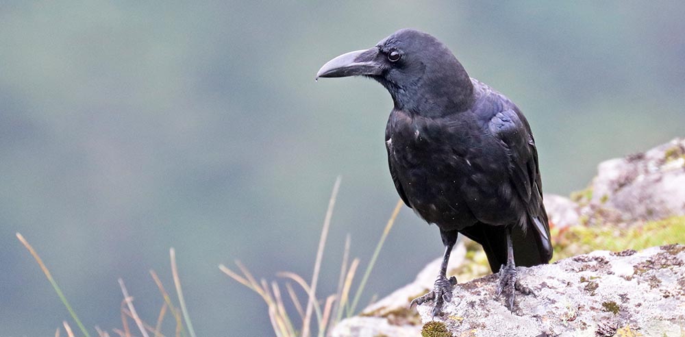 chelala-crow