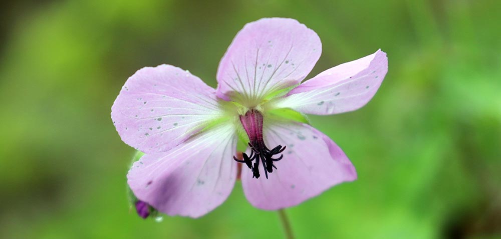 chelela-flower-pink