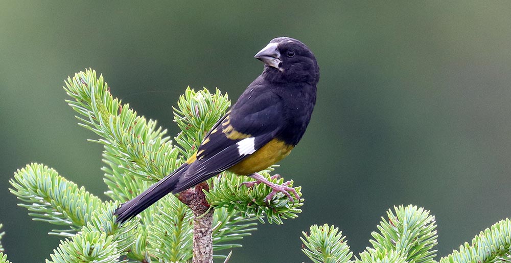 chelala-grosbeak