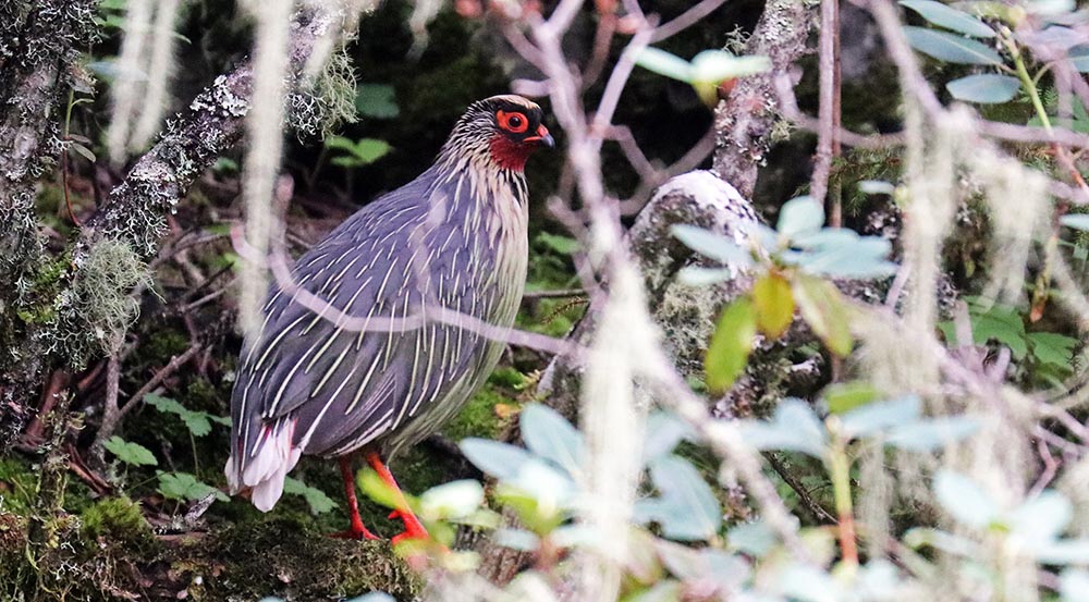 chelela-blood-pheasant