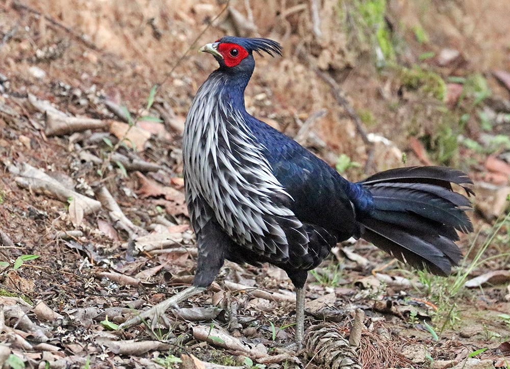 chelela-pheasant-kaliji