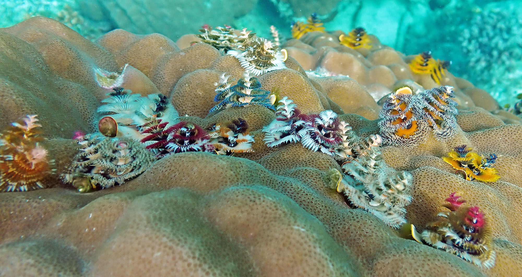 christmas-tree-worms-santa-ana-