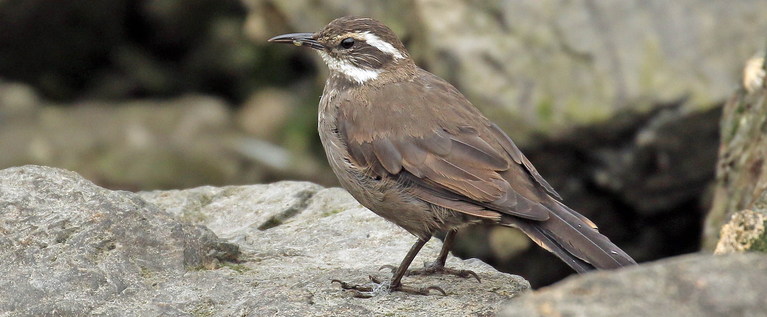 cinclodes-dark-bellied-ushuaia-